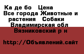 Ка де бо › Цена ­ 25 000 - Все города Животные и растения » Собаки   . Владимирская обл.,Вязниковский р-н